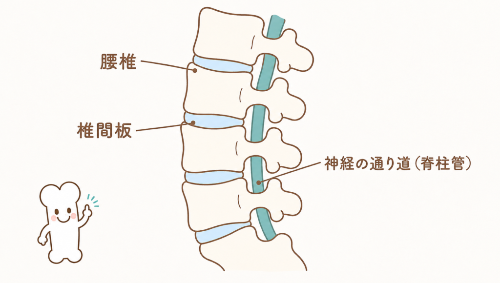 尻もちなどの衝撃で起きる骨粗しょう症による背骨の圧迫骨折を説明するイラスト